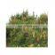 Bulk broken wall Pine tree Pollen Extract Powder