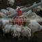 Top quality automatic poultry farm equipment for broiler