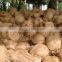 BEST QUALITY SEMI HUSKED COCONUTS