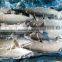 pacific chub mackerel canning quality, scomber japonicus fish whole round 300-500g