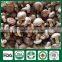 Shiitake Mushrooms 1kg,Wild Shiitake Mushrooms,Shiitake Mushroom Plugs