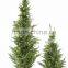 High Quality Artificial Plants for Outdoor Gardens for Garden