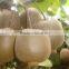 2015 new crop delicious frozen IQF kiwi sliced