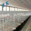 layer chicken cages/coops automatic broiler feeding cage system