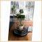 wholesale fashion glass cake dome bell jars