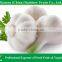 Fresh Chinese Garlic