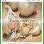 Jinxiang good quality fresh pure white garlic with great price