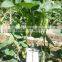 2016 Hybrid F1 bottle gourd seeds for sale-Super Early Growth No.2