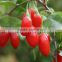 HACCP&ISO hot sell new harvest Ningxia dried goji berry in China