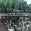 pomelo fruit tree
