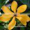 Ylang Ylang Oil