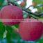Chitosan organic fungicide and fertilizer