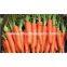 Rotary drum brush washing machine/fruit washer/carrot washer/ginger washer