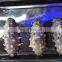 Automatic Salmon Thermoforming Vacuum Skin Packaging Machine