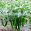 A successful management HaNPV + Bt proteins in crop plants