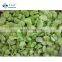 Sinocharm Bulk Green Frozen Broad Bean IQF Broad Fava Bean