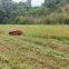 affordable Tracked remote control lawn mower