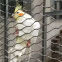 Edelstahlseilnetz für Zoo-Vogelschutzgitter / Treppenbeschl?ge