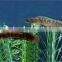 fish pond Denitration probiotics