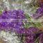 Cheap And Good Blooming Plant Purple Fresh Cut Flowers Orchid Factory Directly Sell