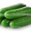 fresh cucumber india/cucumber exporter from india/english cucumber