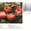 china shanghai zeafee factory inkjet media PET film/backlit film/PET film