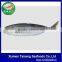 Trachurus Trachurus Horse Mackerel Frozen Fish
