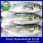 Frozen round scad whole round fish for sale