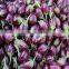 Brinjal Exporters
