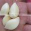 Supplier Garlic White garlic
