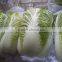 Long Cabbage