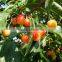 Cherry tree seedling