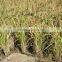 Liquid Fertilizer