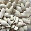 Pumpkin Seeds Color Sorter