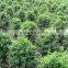 Carmona Microphylla shrub trees