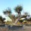 Cieza Collection - Millenary Olive Trees