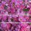 100% Pure Rose oil