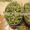Sell Lady Nail Pumpkin Seeds Kernels Shine Skin Supplier