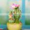 Office Decoration plastic cactus bonsai cactus , decorative cactus