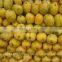 Fresh Mango Exporter In India