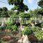 Landscaping plants feng shui plants big ficus