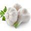 garlic oil extract oil garlic extract
