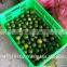 High quality fresh seedless lime lemon from Vietnam