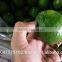 High quality fresh seedless lime lemon from Vietnam