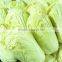 chinese cabbage