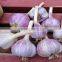AMAZING STYLE Egyptian Garlic..RED AND WHITE GARLIC