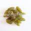 best quality green raisin and raisin for selling