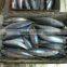 Skipjack marine fish whole iqf frozen