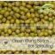 High Quality green mung bean sprout,grade a green mung bean price