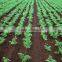 drought-resistant hIgh yield and strong growth hybrid carrot seeds